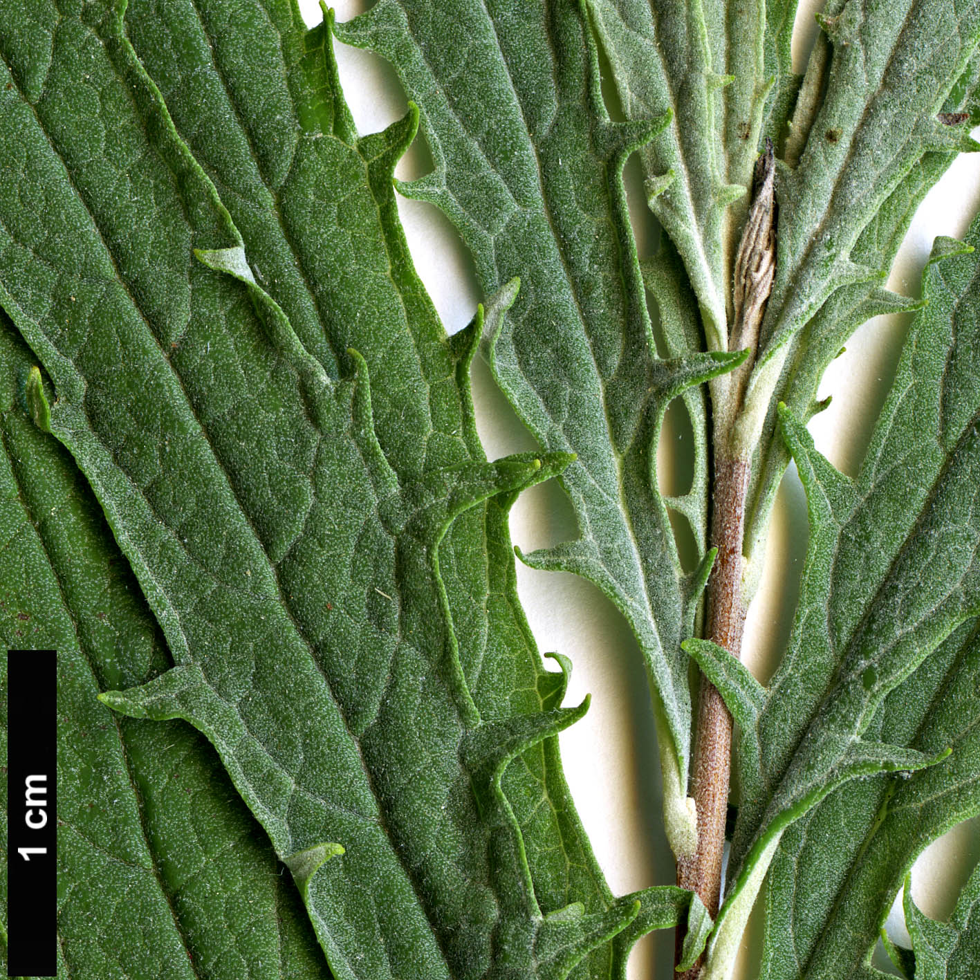 High resolution image: Family: Scrophulariaceae - Genus: Buddleja - Taxon: ×wardii (B.alternifolia × B.crispa)